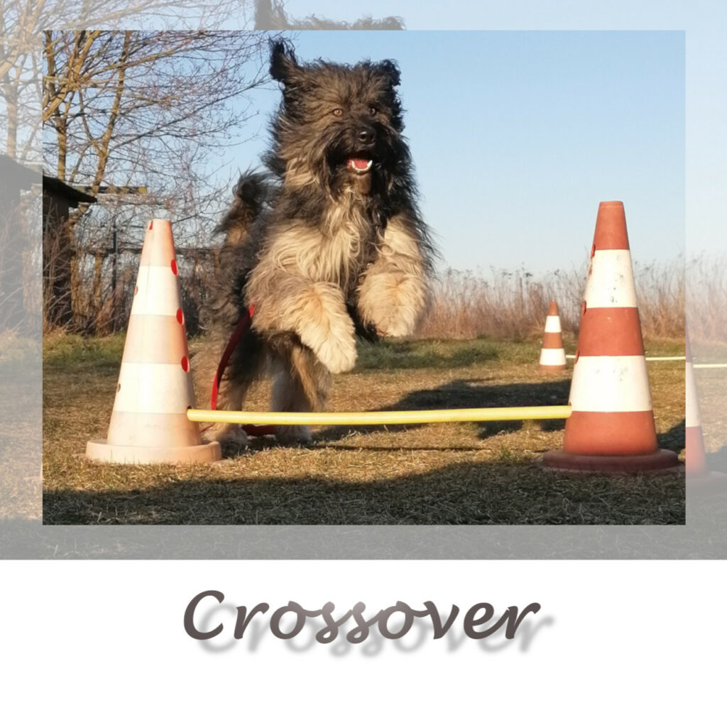 Crossover, Agility, Treibball, Dogdance, Trickdog